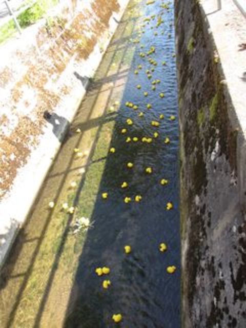 Die Enten auf dem Weg Richtung Zieleinlauf