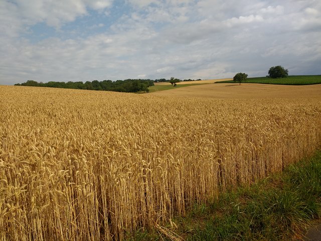 Warten auf die Ernte