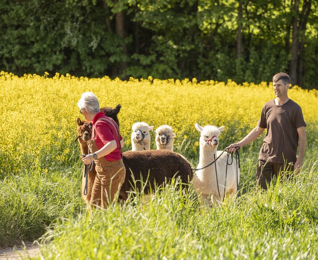 Mit den Alpakas die Natur erkunden: Familie Unterweger lädt zur Alpaka-Wanderung ein | Foto: Unterweger