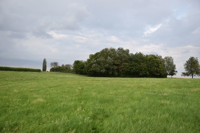 Eine Baumgruppe markiert den Standort der beiden Eisinger Löcher.  | Foto: ch