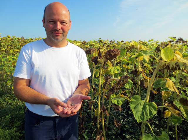 Stolz auf die innovative Rotklee-Saatgutversorgung mit Vorteilen für Insekten und Bodenleben: Heiko Leis freut sich schon auf den Sonnenblumenhonig, den er in zwei Wochen ernten kann.   | Foto: war