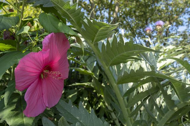 Roseneibisch. Foto: © Bundesgartenschau Heilbronn 2019 GmbH 