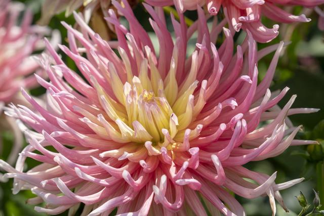 Dahlie Hirschgeweih. Foto: © Bundesgartenschau Heilbronn 2019 GmbH 