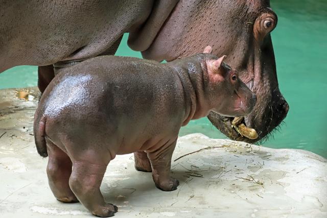 Halloween bleibt immer ganz eng bei seiner Mutter. | Foto: Timo Deible/Zoo Karlsruhe
