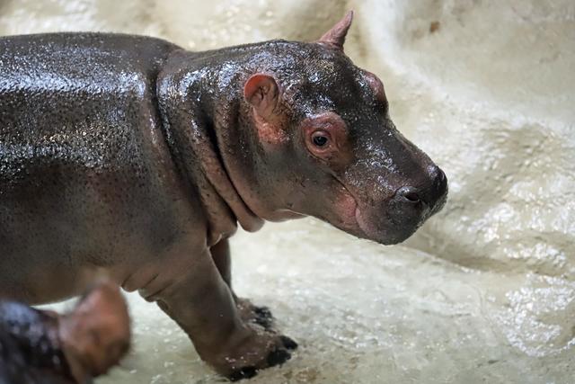 Das kleine Flusspferd wurde am 31. Oktober geboren und auf den Namen Halloween getauft. | Foto: Timo Deible/Zoo Karlsruhe