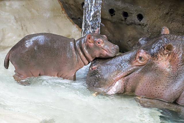 Mutter Kathy mit ihrem Nachwuchs. | Foto: Timo Deible/Zoo Karlsruhe