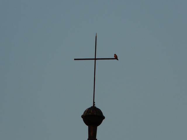 Beste Aussichten - der Turmfalke ganz oben