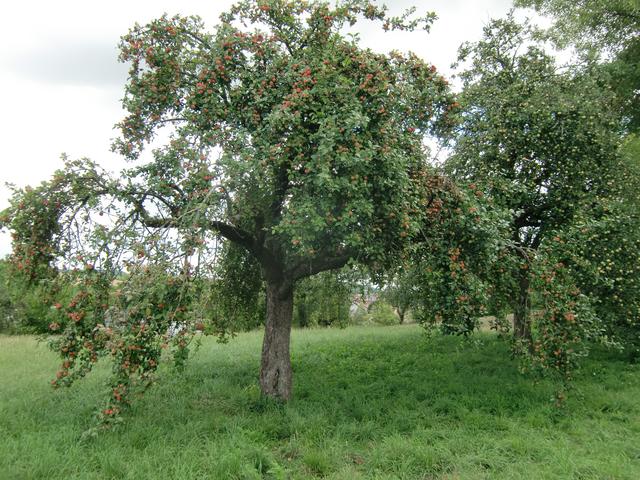 Großer Ertrag (2019) | Foto: P. Siech, OGV Jöhlingen e.V.