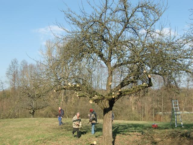 Baum nach diesen Schnittmaßnahmen (2018) im ersten Jahr: Entfernen der dürren und alten Äste auf Kronenhöhe etwa vier Meter. Einkürzen der Leitäste (dicke Äste) in den seitenastfreien Bereich, um neue Äste zu bekommen. 

 | Foto: P. Siech, OGV Jöhlingen e.V.