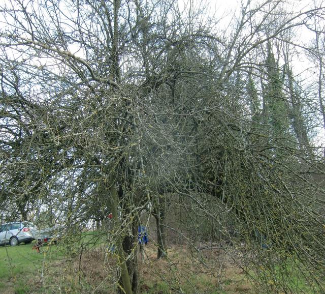 Ausgangssituation: Die Baumkrone ist zu dicht. Im belaubten Zustand besteht bei starkem Wind die Gefahr, dass große Äste abgerissen werden. Bei Regen trocknet der Baum sehr spät ab. Das fördert den Befall von Pilzkrankheiten (Apfelschorf).
Beginn der Schnittmaßnahme im ersten Jahr (2018)
 | Foto: P. Siech, OGV Jöhlingen e.V.