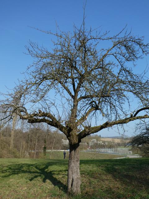 Baum nach diesen Schnittmaßnahmen im zweiten Jahr (2019): Neugebildete einjährige Äste bearbeitet. Im oberen Kronenbereich einen Teil der senkrechten dicken Äste entfernt.
 | Foto: P. Siech, OGV Jöhlingen e.V.