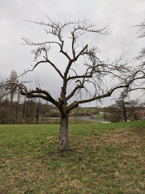 Baum im dritten Jahr (2020) nachSchnittmaßnahmen wie im zweiten Jahr und neue Leitäste bearbeitet.
 | Foto: D. Rommel, OGV Jöhlingen e.V.