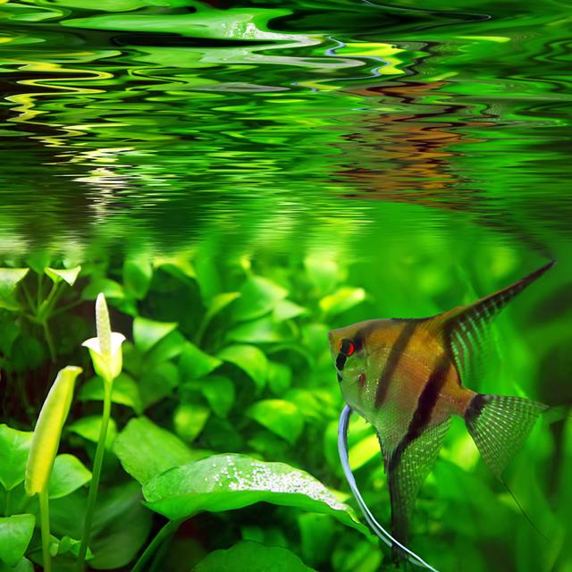 Ein sauberes und gepflegtes Becken ist die Voraussetzung, damit es Aquariumfischen gut geht. Foto: djd/Eheim