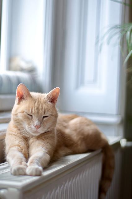 Katzen lieben ihre gewohnte Umgebung. Während der Urlaubszeit sollten sie daher am besten vor Ort versorgt werden. Foto: djd/Agila/anderm - stock.adobe.com