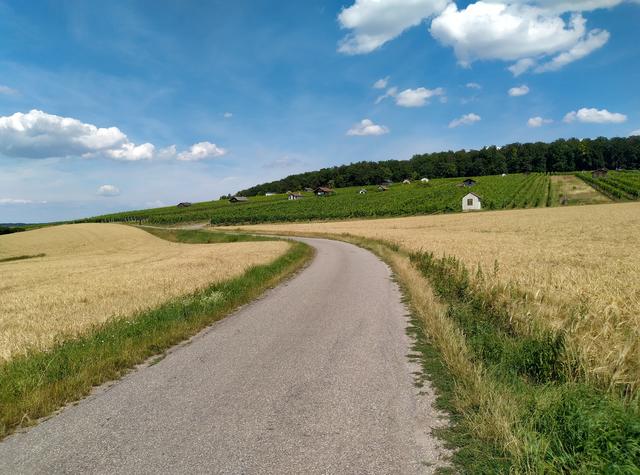 Getreide und Reben