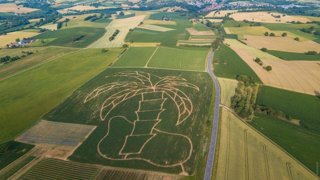 Das XXL-Maislabyrinth hat jedes Jahr Irrgänge in einer anderen Form. Dieses Jahr ist es eine Palme. | Foto: privat