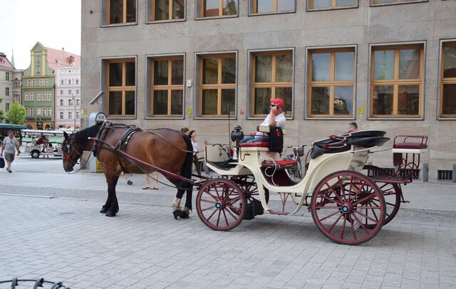 Mit der Kutsche durch Wroclaw: Dies war die einzige Pferdedroschke, die uns begegnet ist. | Foto: ch