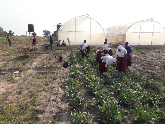Neue Gewächshäuser des Schulgartens und Schüler und Schülerinnen, die unter der Anleitung des Gärtners dort arbeiten. | Foto: kn