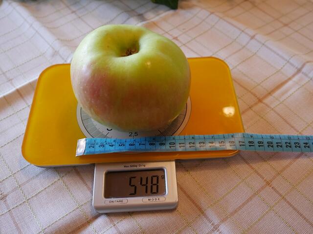 Riesenapfel von Roland Albert