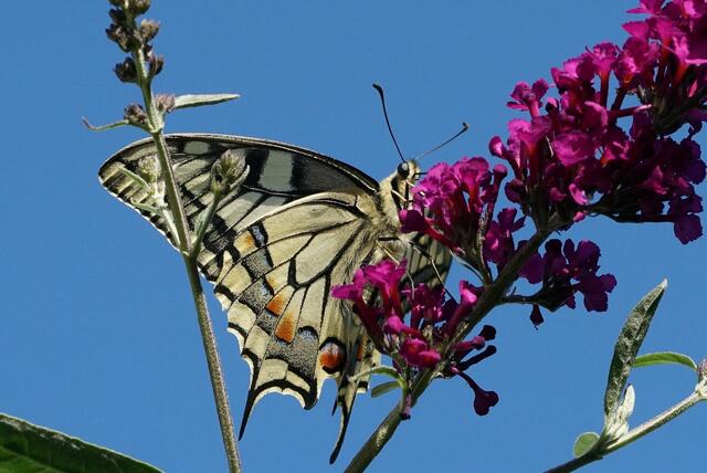 Sommer von Werner Messerschmid