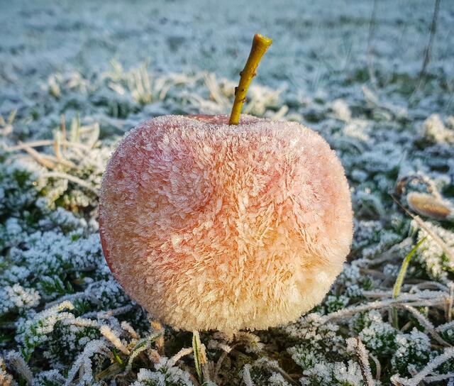 Frost von Martin Schupfner