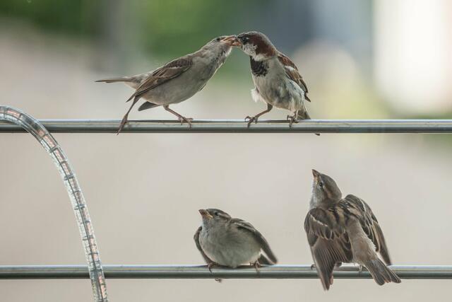 'Raubtier'-Fütterung von Sven Beller