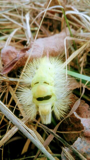 Fröhliche Raupe von Anja Hess