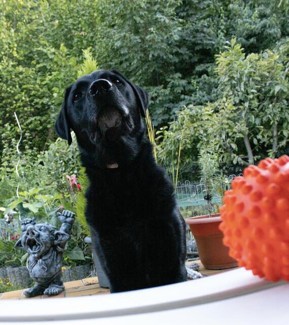 Pauli von Celina Luft