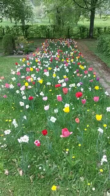 Exkursion zurTulpenblüte in Gönningen | Foto: privat