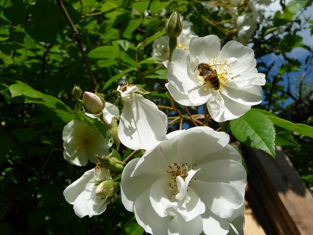 Foto: Margitta Schaier