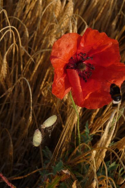 Foto: Margitta Schaier