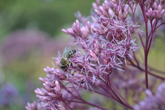 Foto: Margitta Schaier