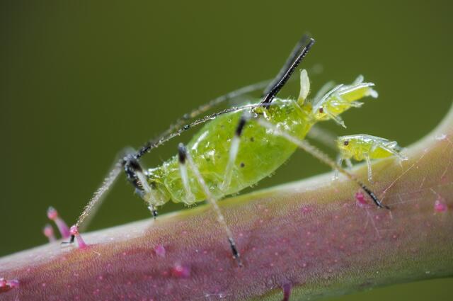 Rosenblattlaus. Foto: Neudorff