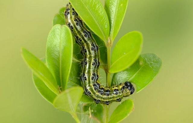 Buchsbaumzünsler Raupe. Foto: Neudorff