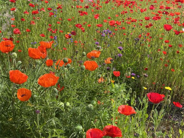 Foto: Cordula Lorenz