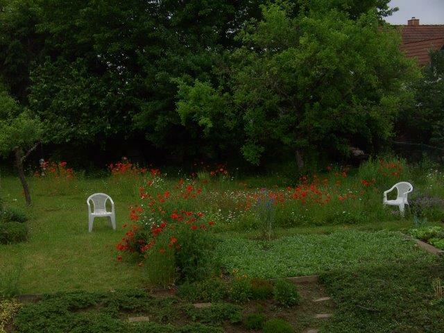 Bild von unserem Bienengarten.