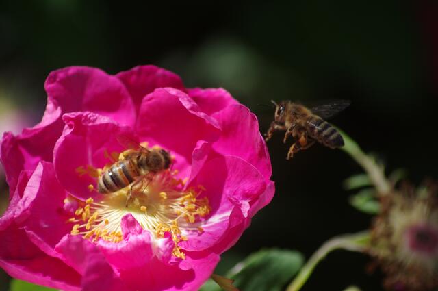 Bienengarten von Rebecca Haalboom aus Maulbronn.
