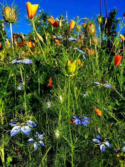 Der urwüchsige Blühdschungel von Julia Breunig in Sinsheim.