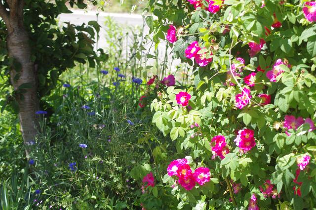 Bienengarten von Rebecca Haalboom aus Maulbronn.
