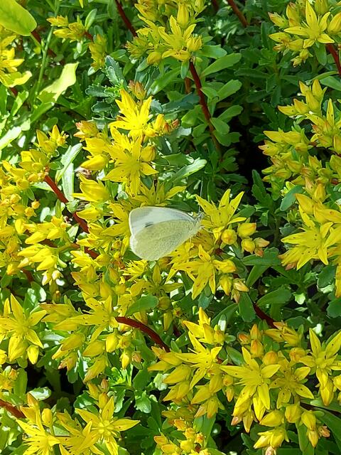 Der bienenfreundliche Garten von Nadine Wolf aus Oberderdingen.