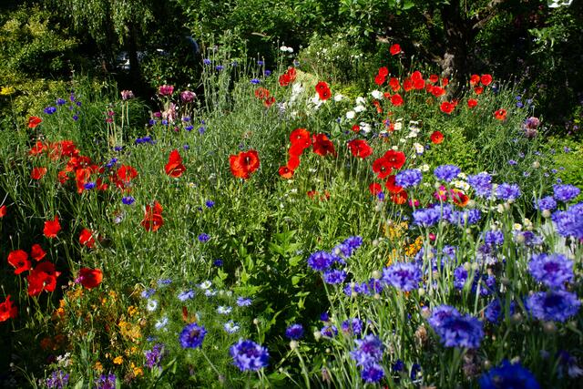 Ein Fest für Bienen bei Erich Rieger aus Königsbach-Stein.
