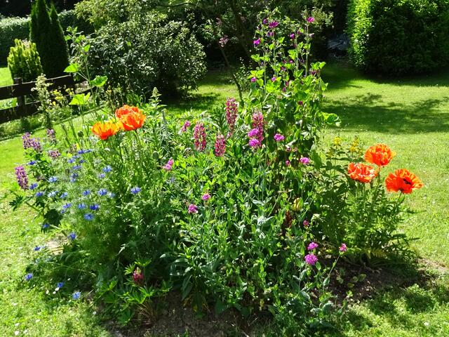 Eine Blumeninsel von Helga Rössner aus Königsbach-Stein.
