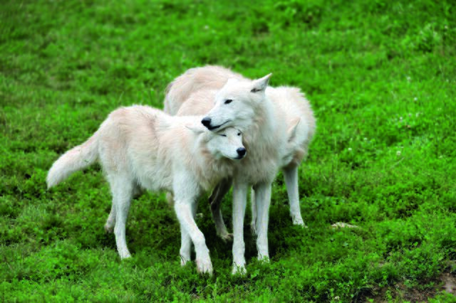 Polarwölfe | Foto: Erlebnispark Tripsdrill