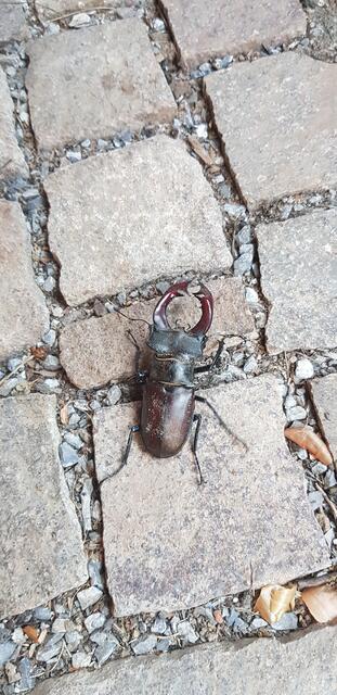 Hirschkäfer | Foto: Monika Winter