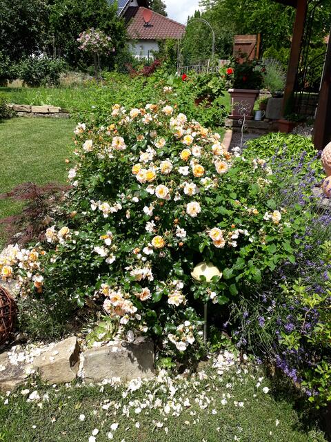 Foto: Irmgard Fischer, Sulzfeld