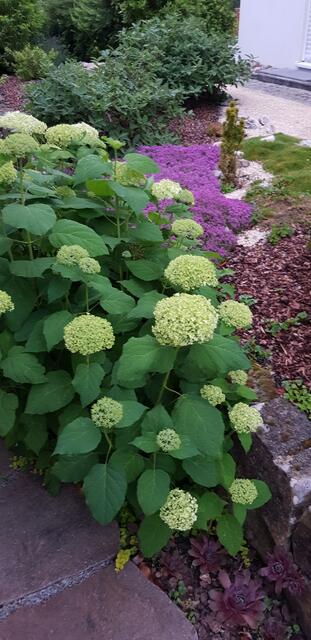 "Schnappschüsse aus unserem Garten." | Foto: Monika Winter