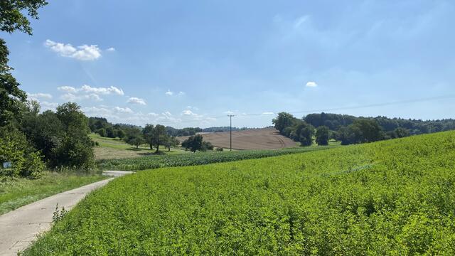 Blick in Richtung Wössingen. Am Karlsruher Dreieck soll nach dem Willen der Stadt Bretten ein Gewerbegebiet entstehen. | Foto: bea