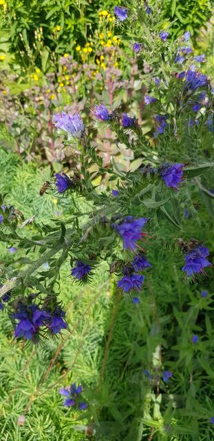 "Schnappschüsse aus unserem Garten." | Foto: Monika Winter