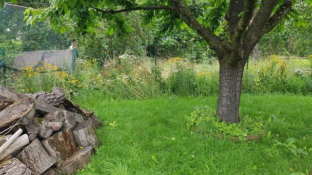 "Zu sehen ist ein Beet mit mehrjährigen Wildblumen und einem großen Totholz Haufen." | Foto: Katja Scherhaufer