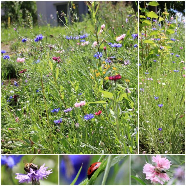 "Unser bienen- und insektenfreundlicher Garten. Passend zu unserem Jahresthema 'Tier-und Umweltschutz' haben wir diesen gemeinsam mit den Kindern eingesät, gepflegt und gestaltet!" | Foto: Melanie Aloi, Kindertagestätte St. Elisabeth Bretten